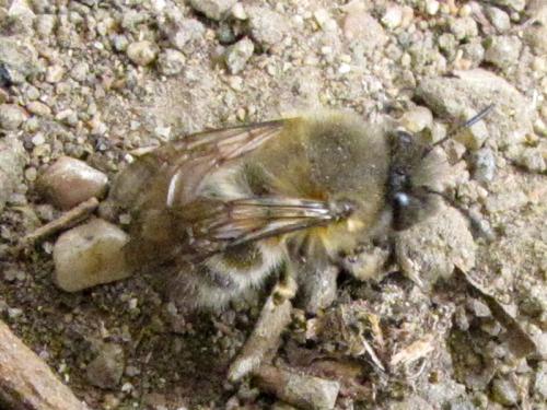 Anthophora sp.